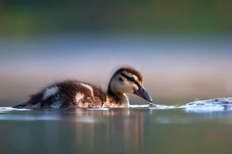 Duckling Swimming in Water — Brown