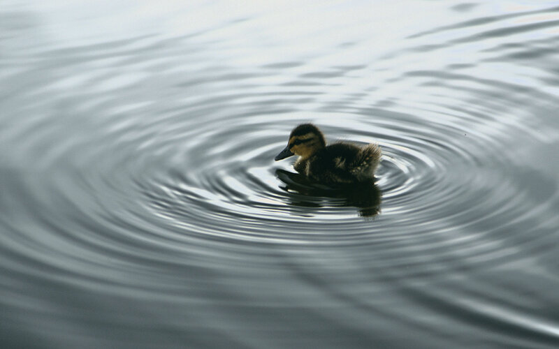 Duckling Swimming in Water — Gray
