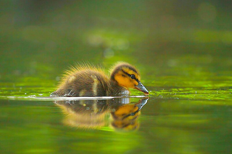Duckling Swimming in Water — Green, Serene