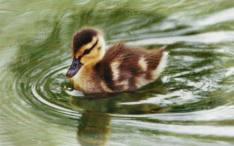 Duckling Swimming in Water — Green