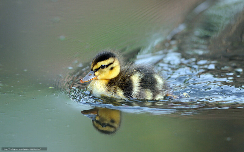 Duckling Swimming in Water — Yellow, Serene, Photograph, Reflection