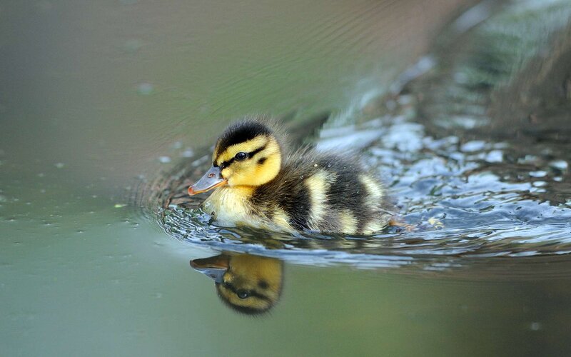 Duckling Swimming in Water — Yellow, Serene, Photograph
