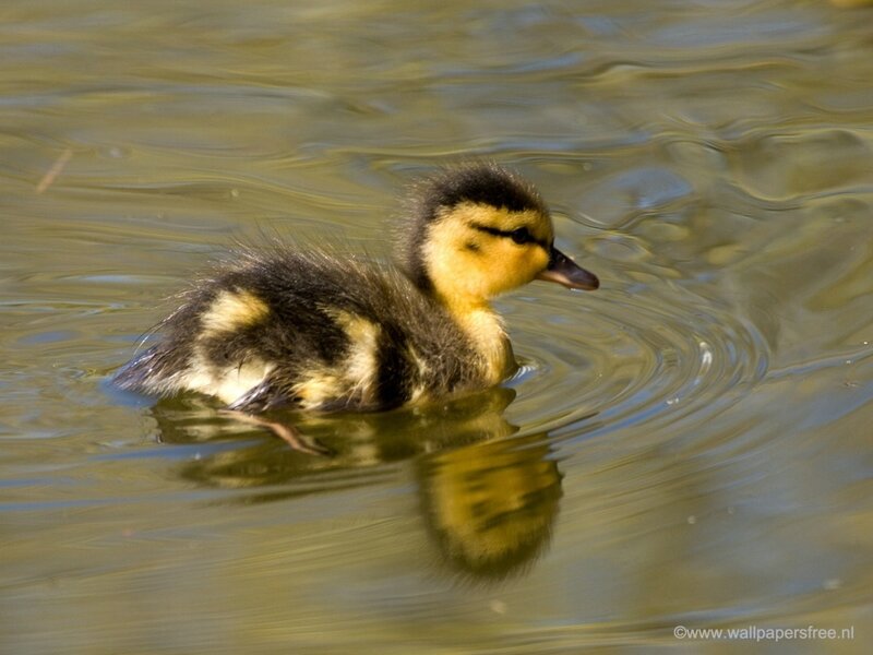 Duckling Swimming in Water — Yellow