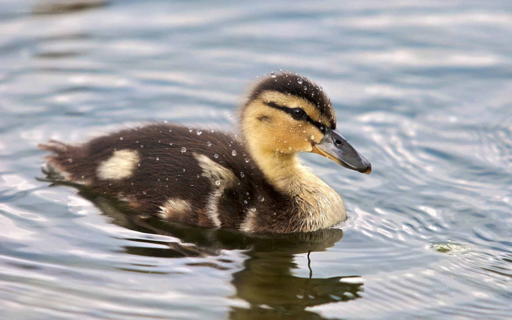 duckling swimming in water