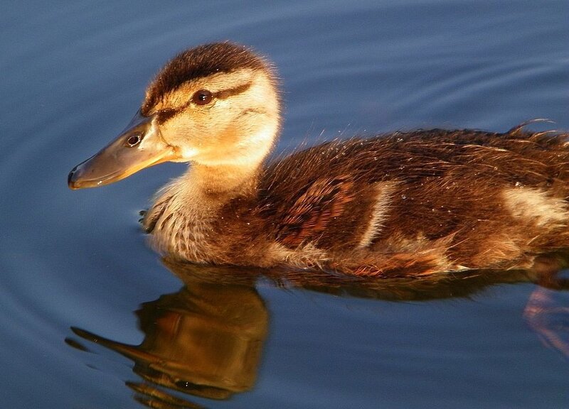 Duckling Swimming