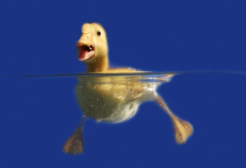 duckling swimming underwater