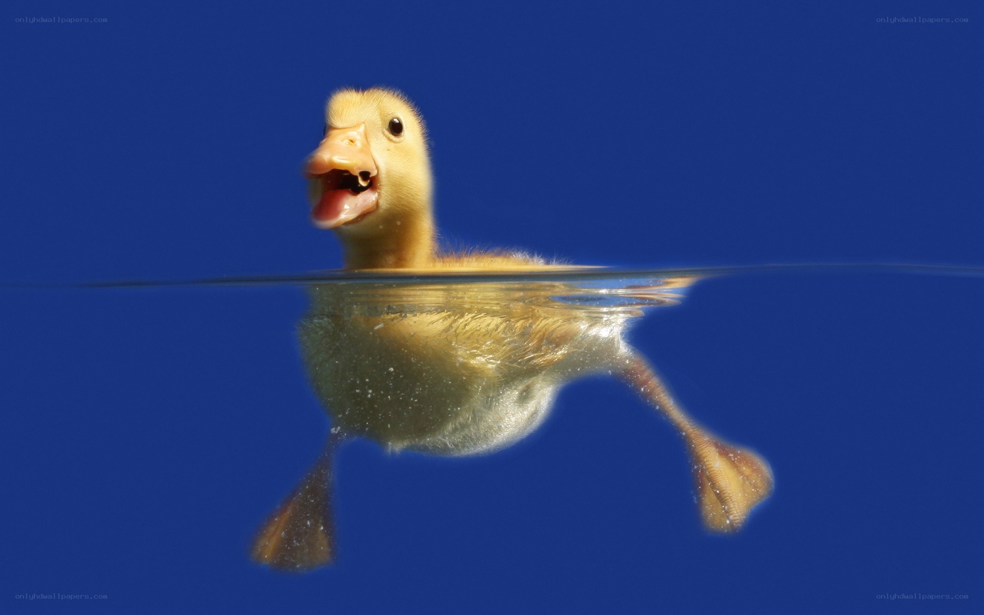 duckling swimming underwater