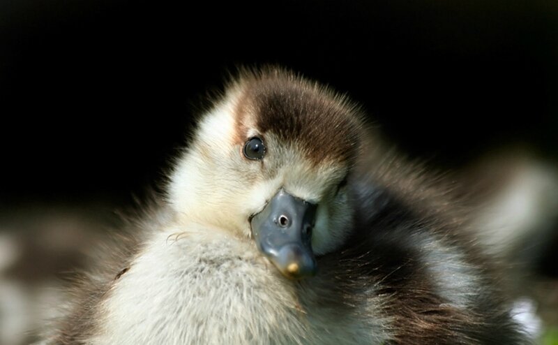 Duckling with Brown and White Feathers
