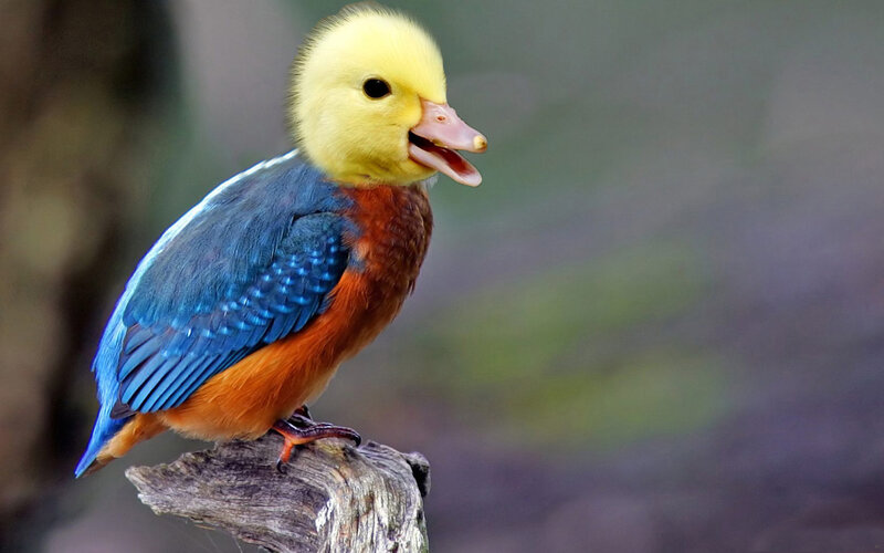 Duckling with Colorful Feathers