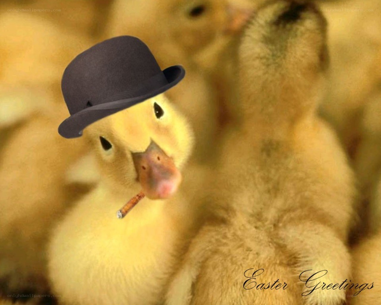 duckling with hat and cigar