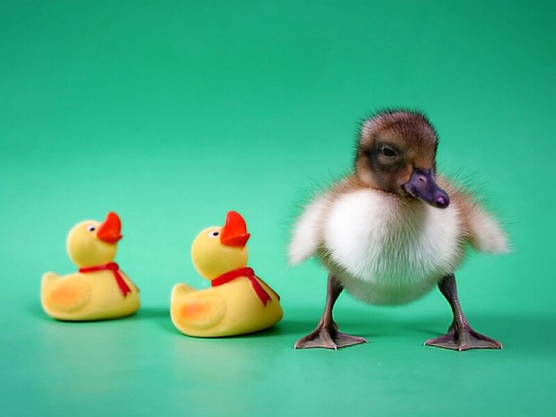 Duckling with rubber ducks