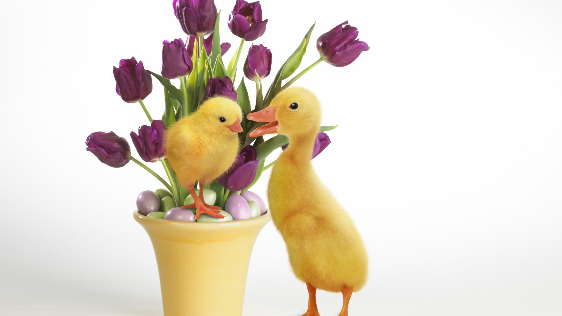 duckling with tulips