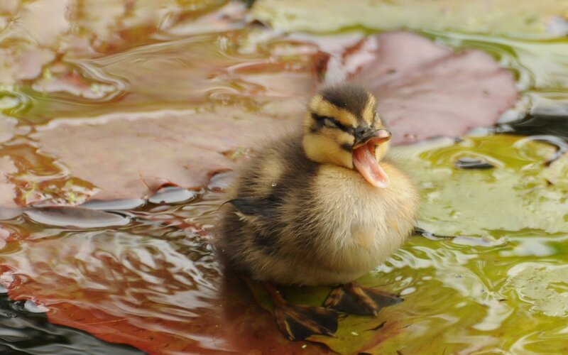 Duckling Yawning in Water