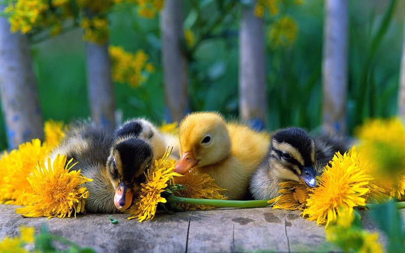 Ducklings among dandelions