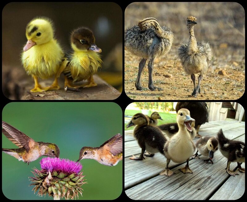 Ducklings and Chicks
