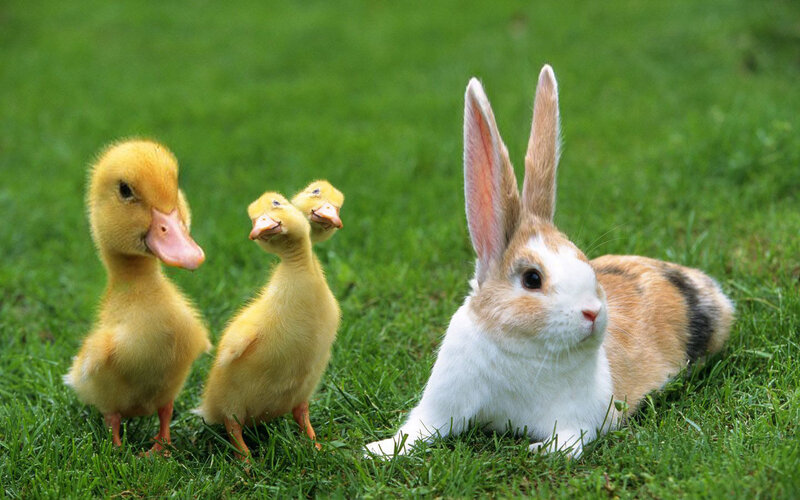 ducklings and rabbit on grass