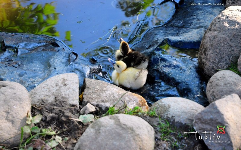 Ducklings by the pond