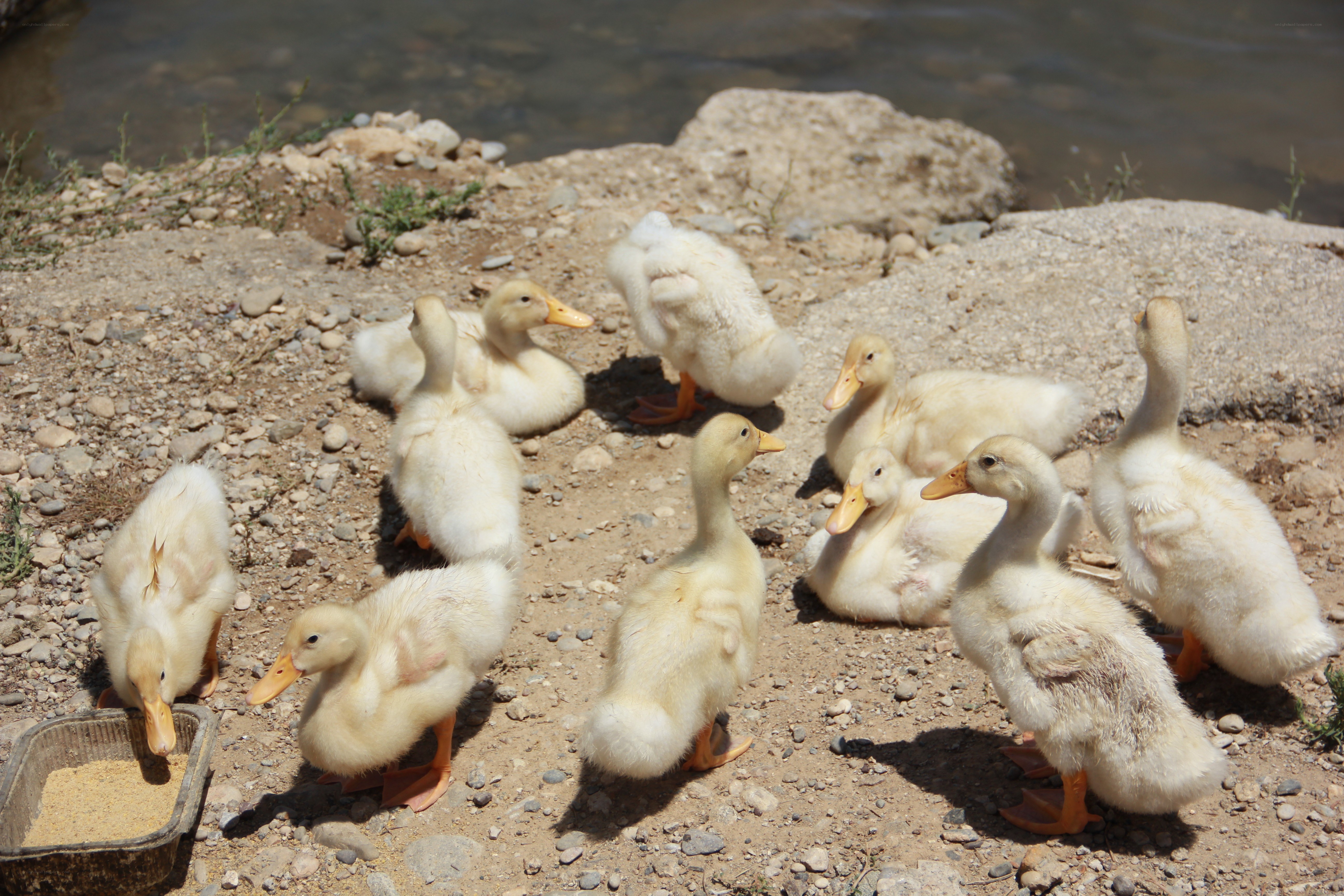 Ducklings by the riverbank