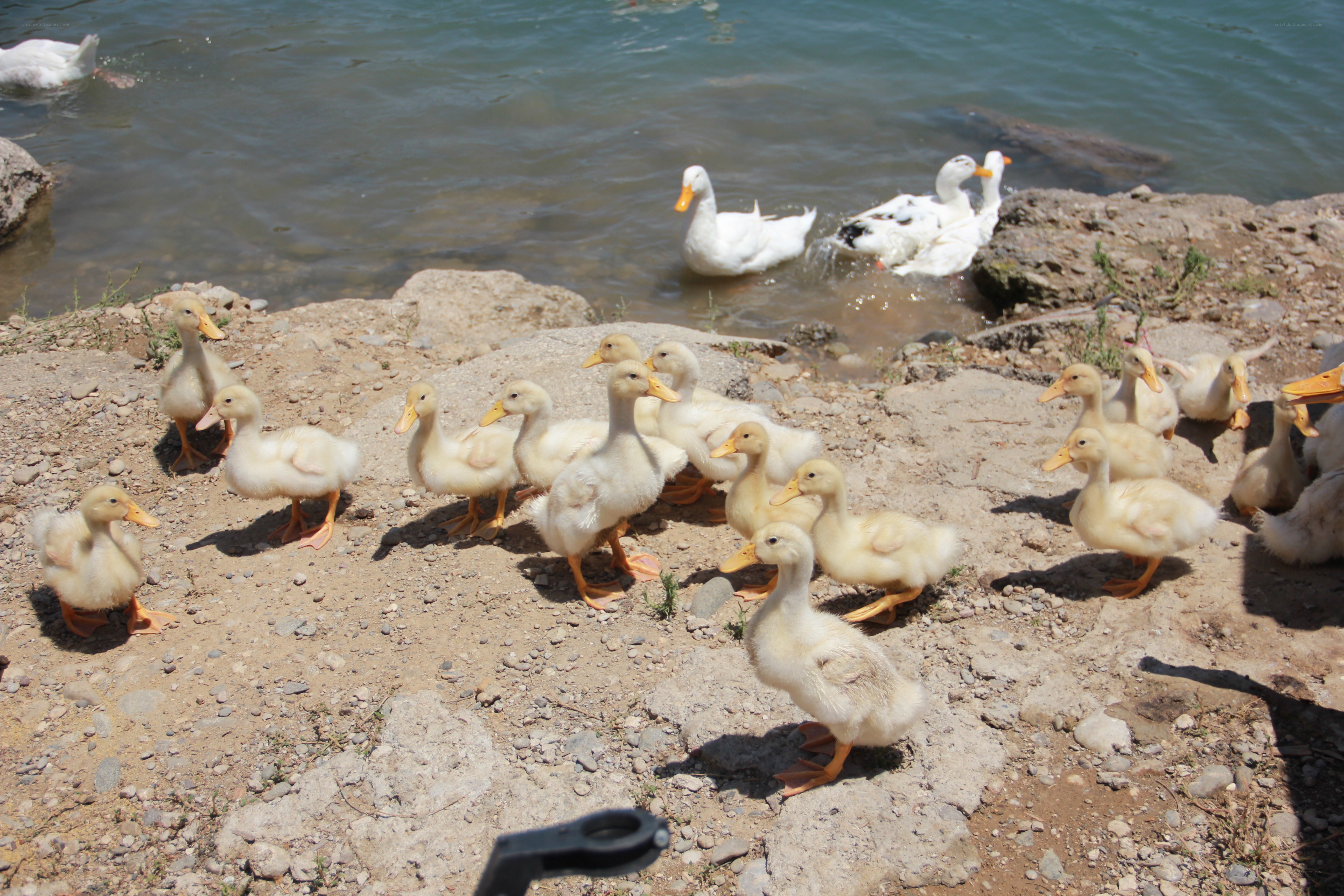 Ducklings by the water