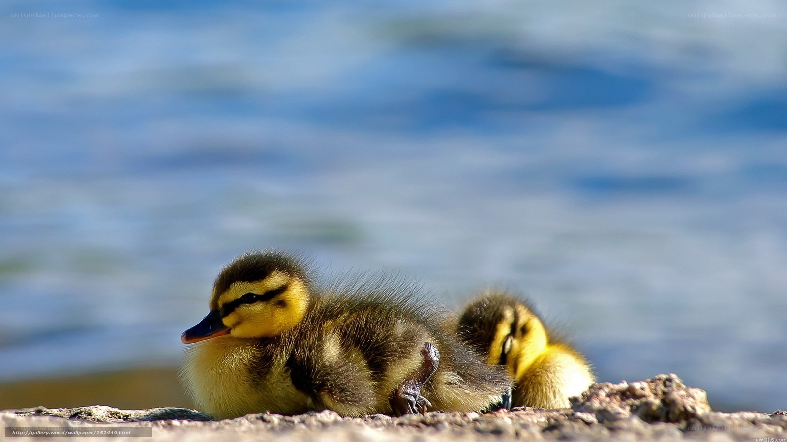 Ducklings by the water