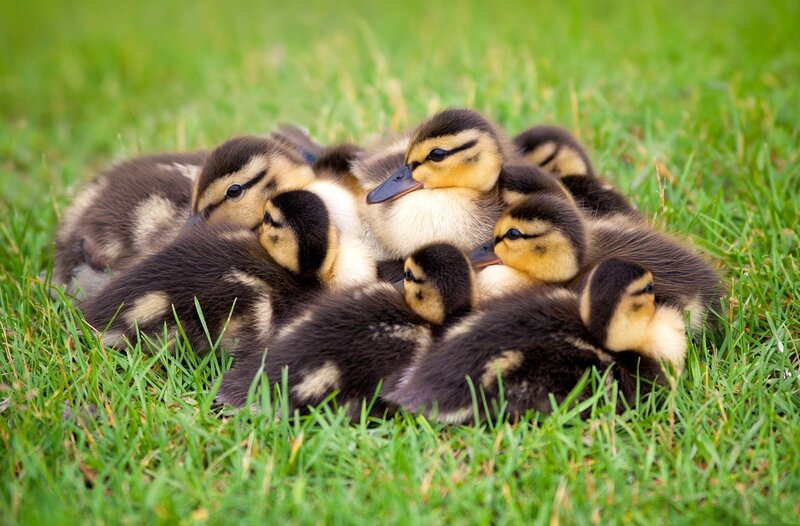 Ducklings Huddled Together — Green