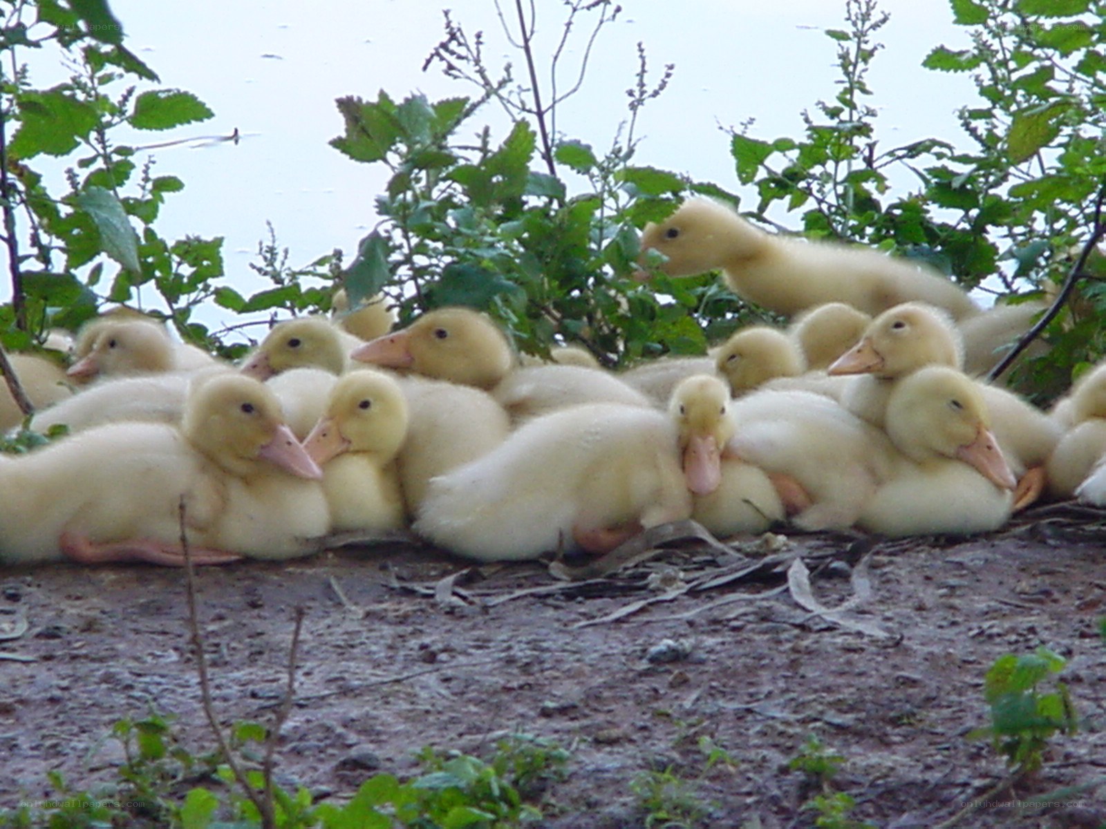 Ducklings huddled together