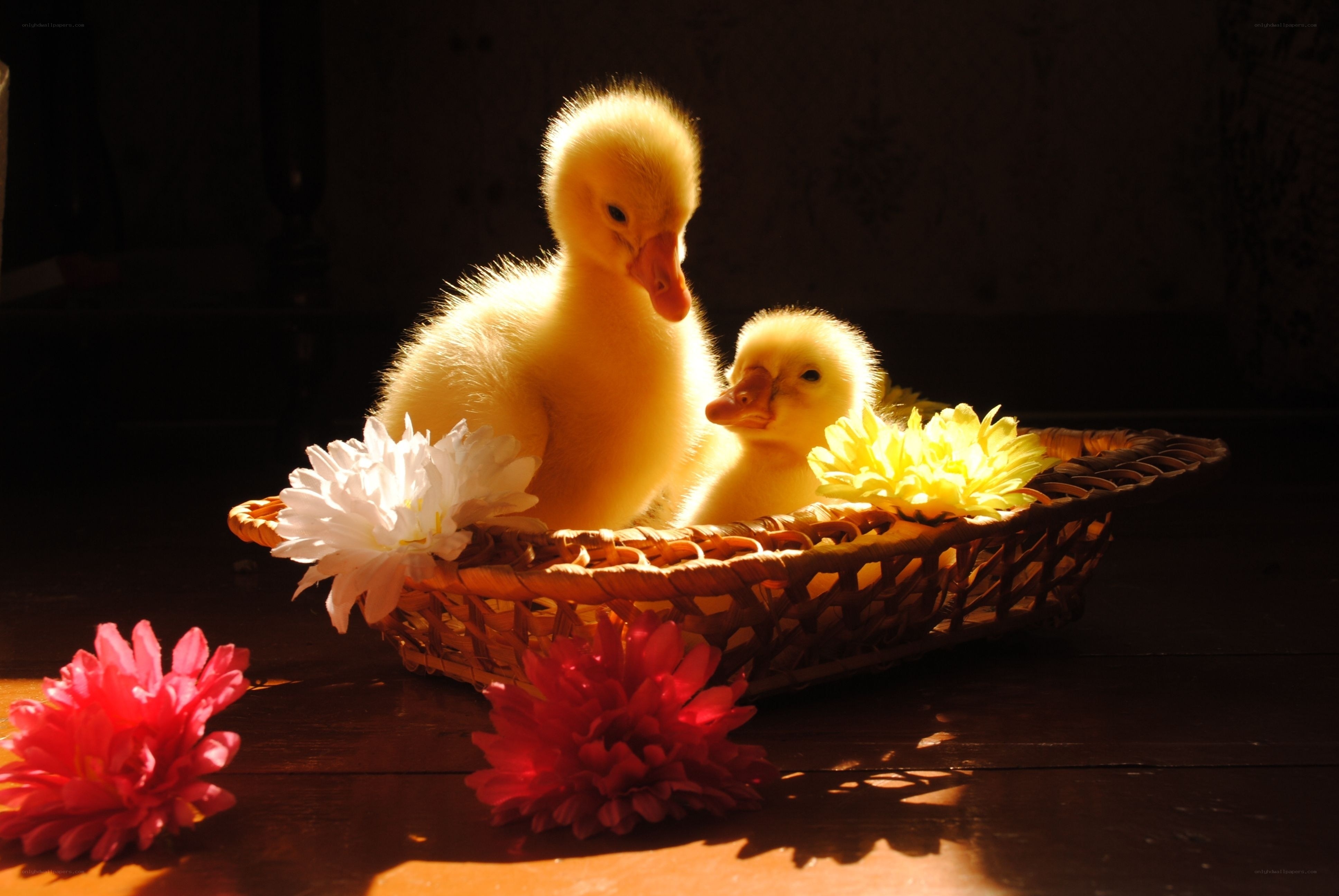 Ducklings in a basket with flowers