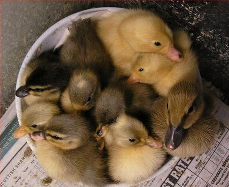 Ducklings in a Bucket