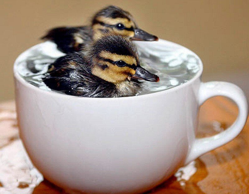 Ducklings in a cup