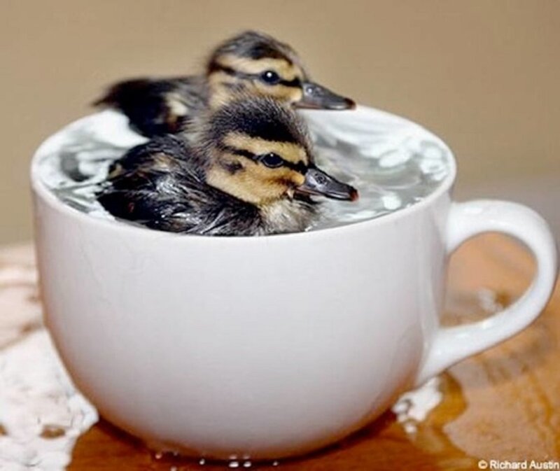 Ducklings in a Cup — White
