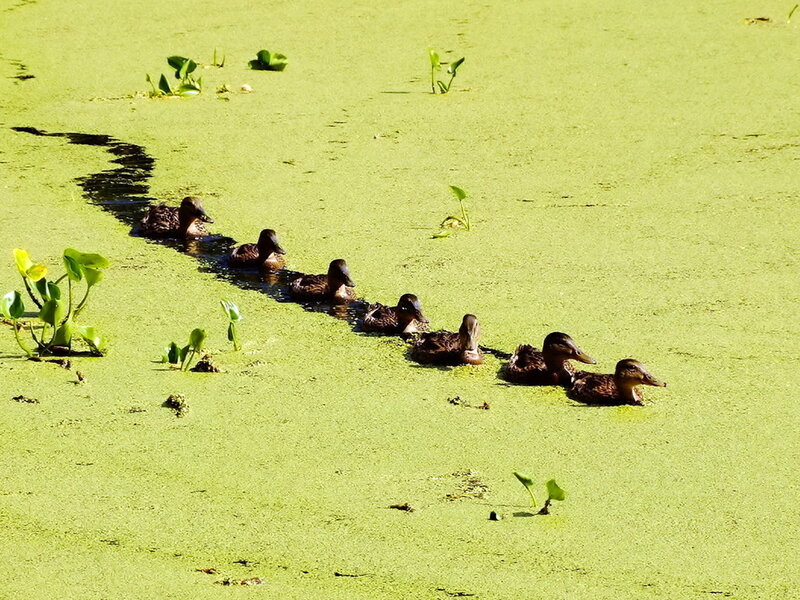 Ducklings in a Line