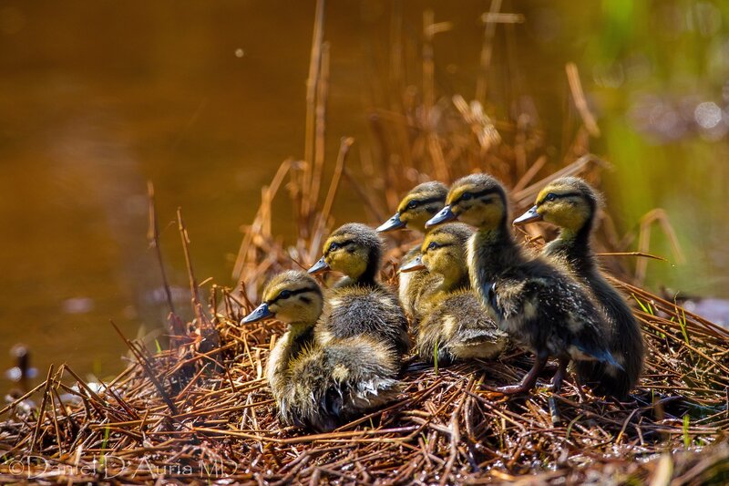 Ducklings in a nest