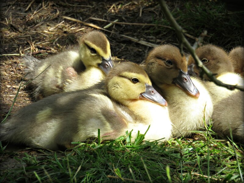 Ducklings in Grass — Brown