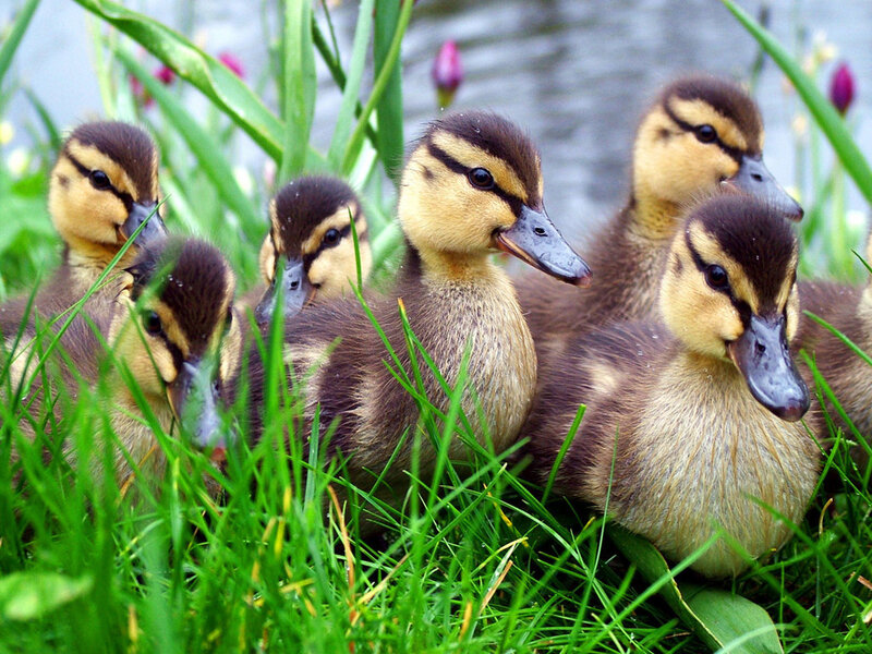 Ducklings in Grass — Green, Calm