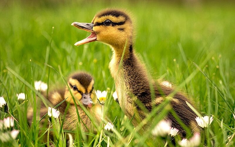 Ducklings in Grass — Green, Peaceful