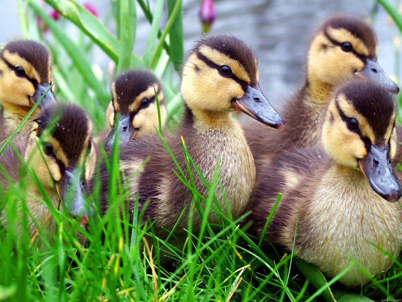 Ducklings in Grass