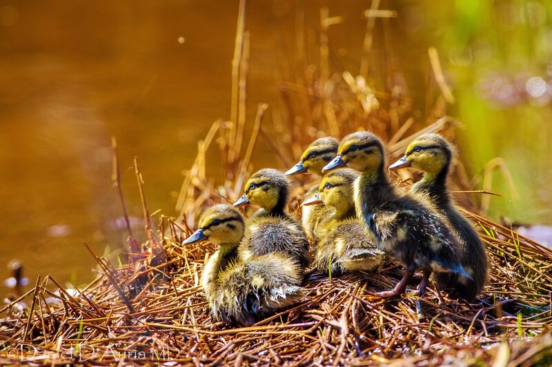 Ducklings in Nest — Brown
