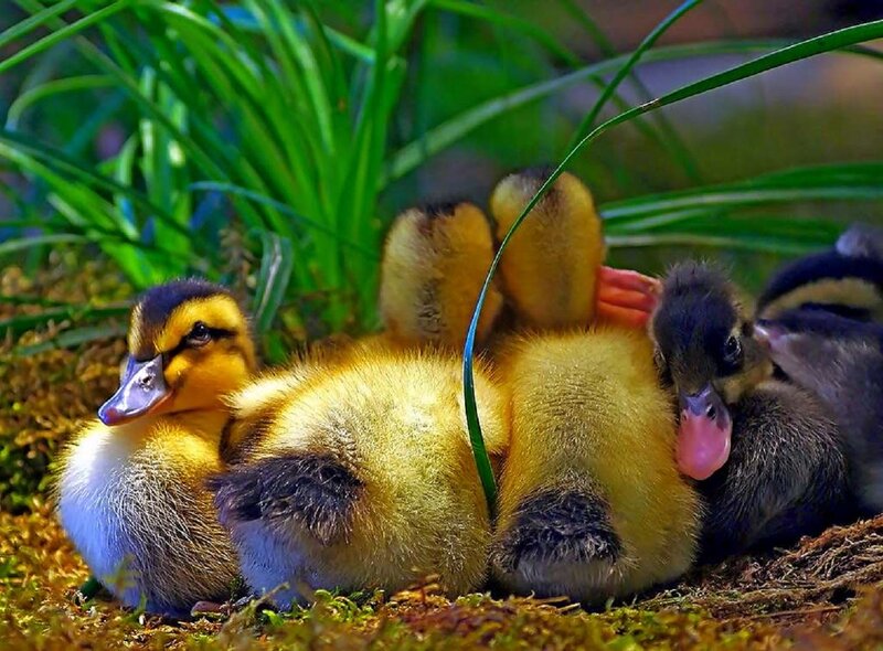 Ducklings in Nest