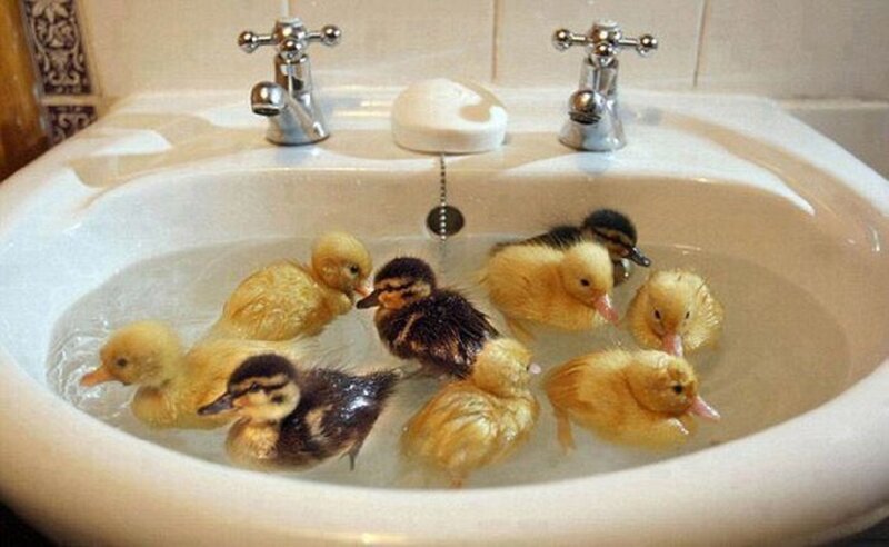 Ducklings in Sink