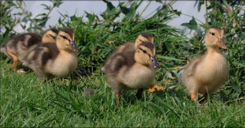 Ducklings in the grass