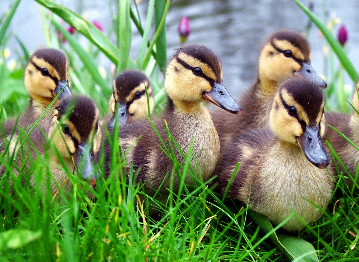 ducklings in the grass