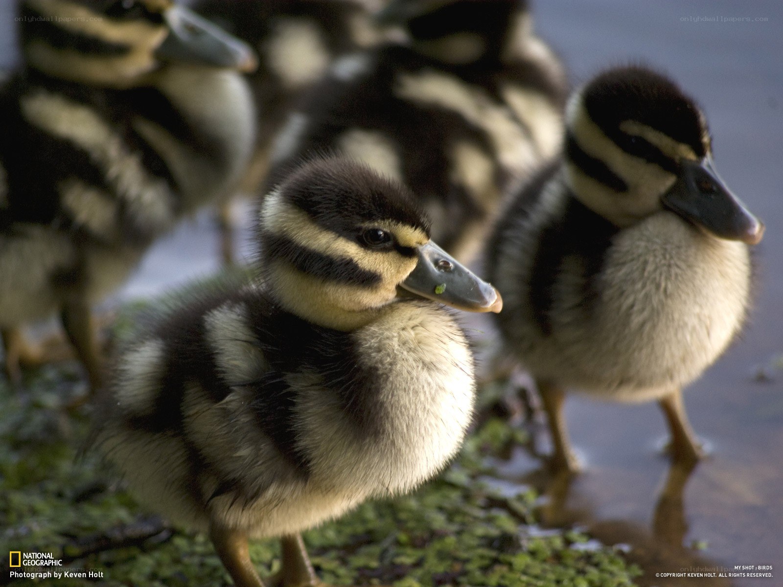 ducklings in the water