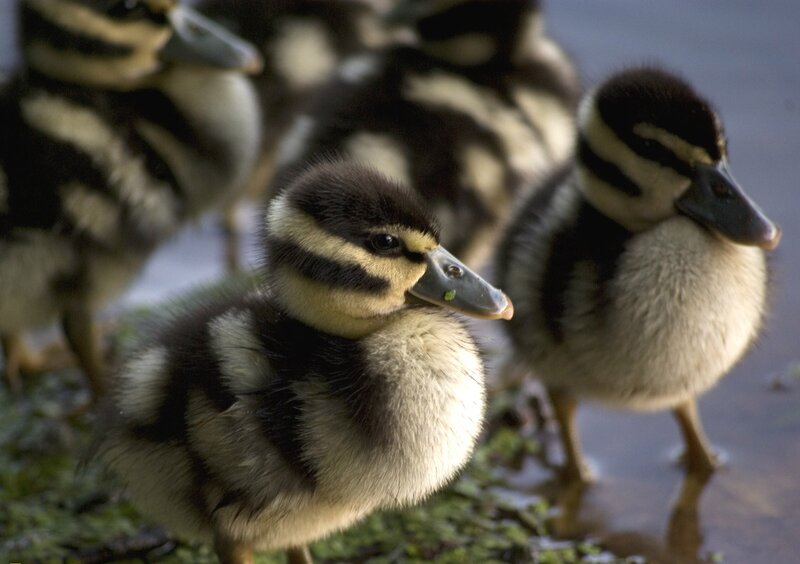 Ducklings in Water
