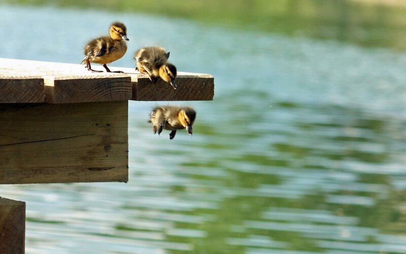 Ducklings Jumping into Water — Brown