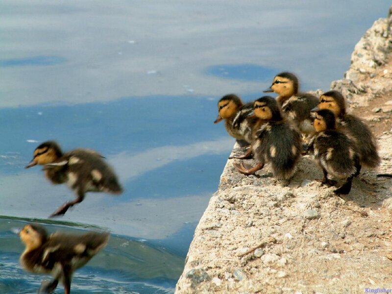 Ducklings jumping into water