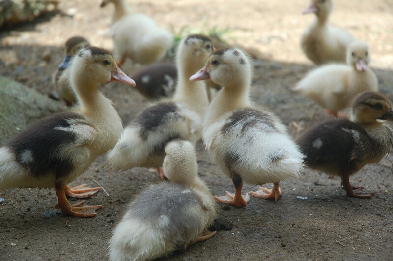 Ducklings on Dirt — Brown