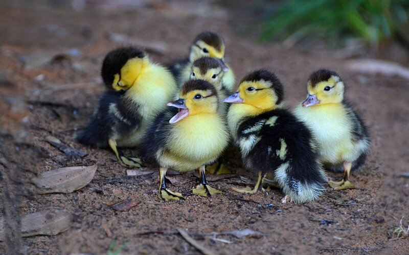 Ducklings on Dirt