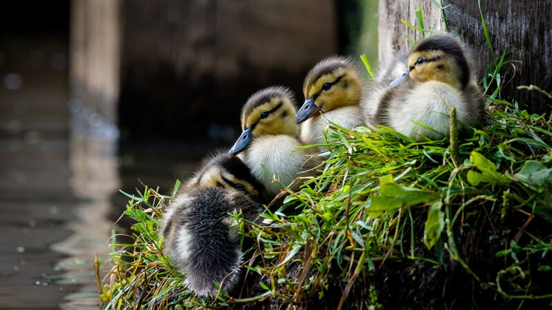 Ducklings on Grass — Green