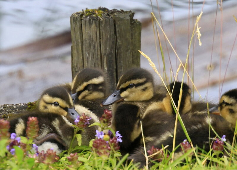 Ducklings on Grass