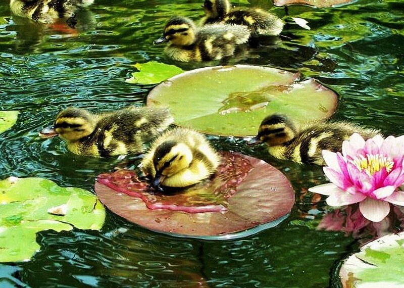 Ducklings on Lily Pads — Green